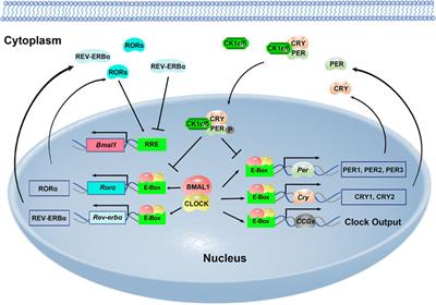 Circadian Rhythm Sleep Disorders: Genetics, Mechanisms, and Adverse Effects on Health